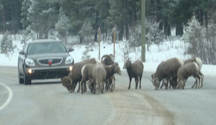 BIGHORN SHEEP LICKING SALT ROCKY MTNS